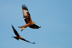David Plant Photography - Wildlife Photography - Red kite - A